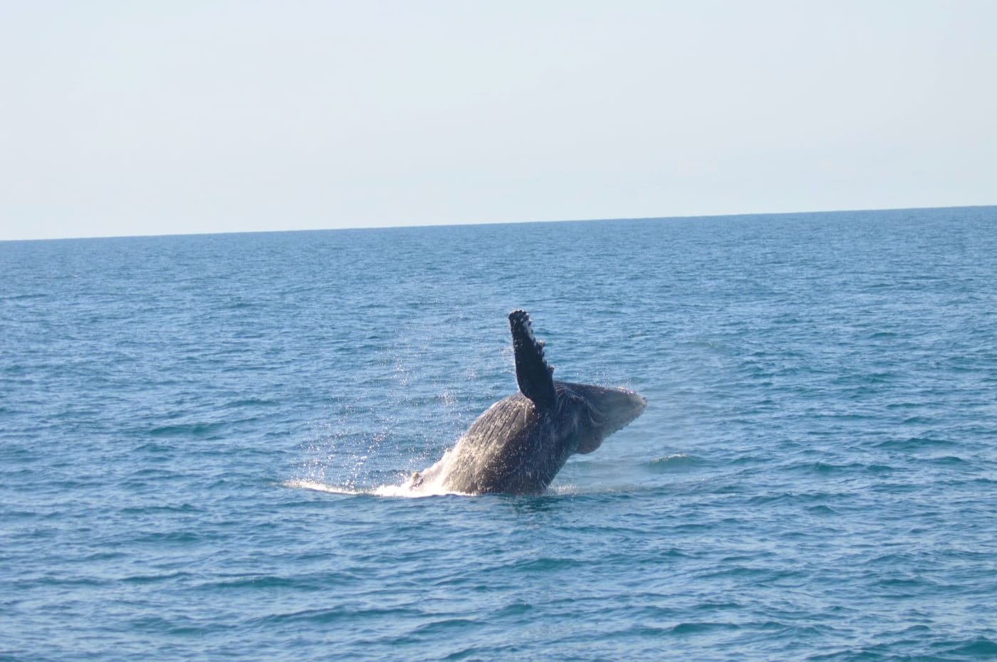 Passeio de Baleia