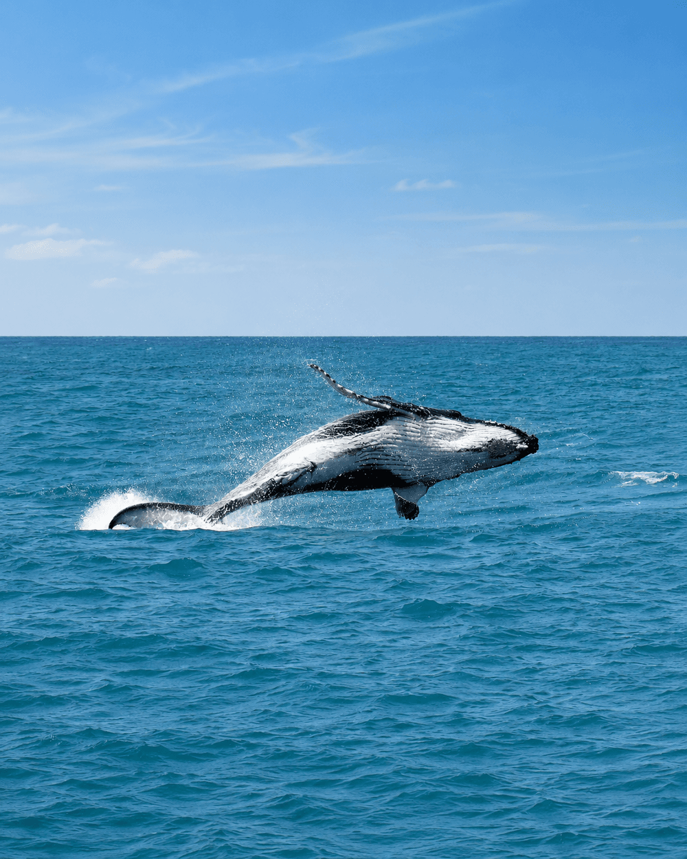 Passeio de Baleia